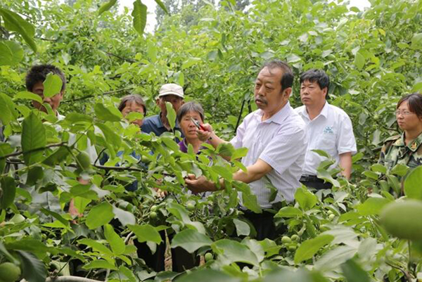图为李保国在田间为农户解说核桃莳植适用手艺。。。